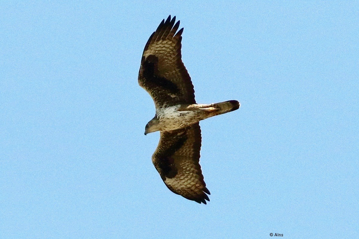 Bonelli's Eagle - ML630847439