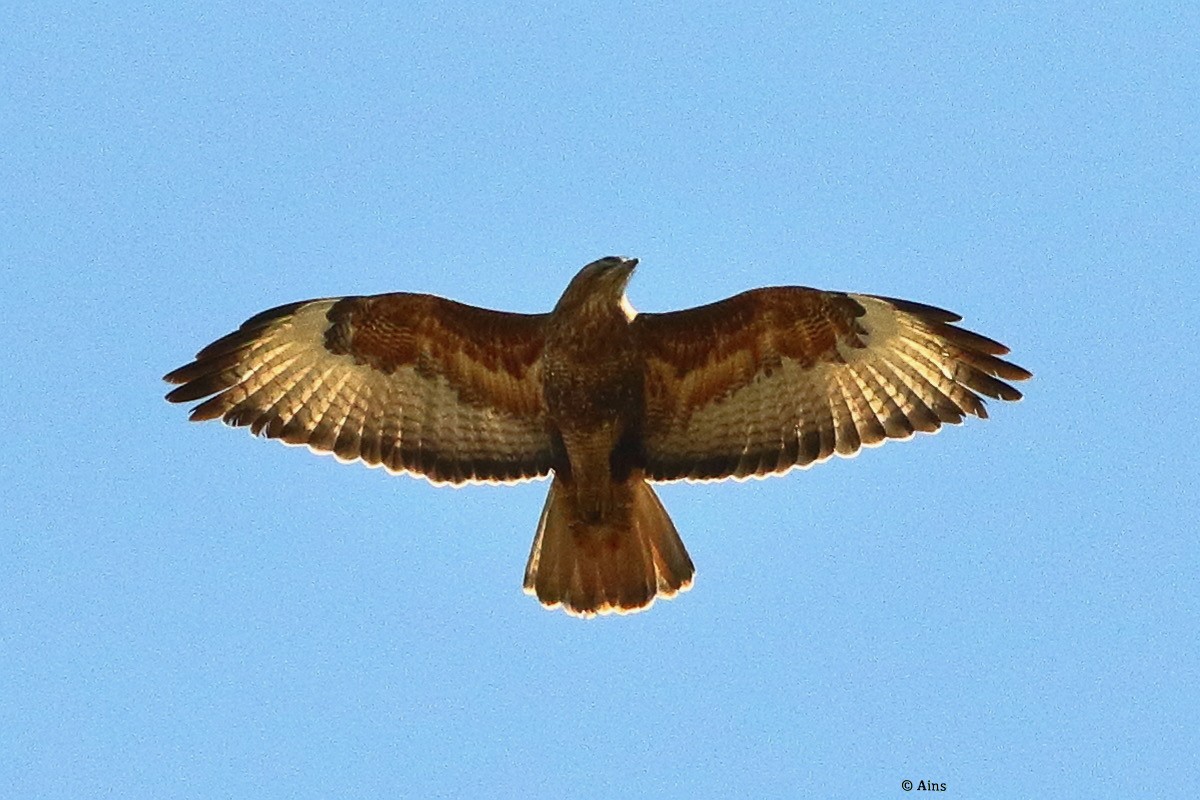 Канюк степовий - ML630847476