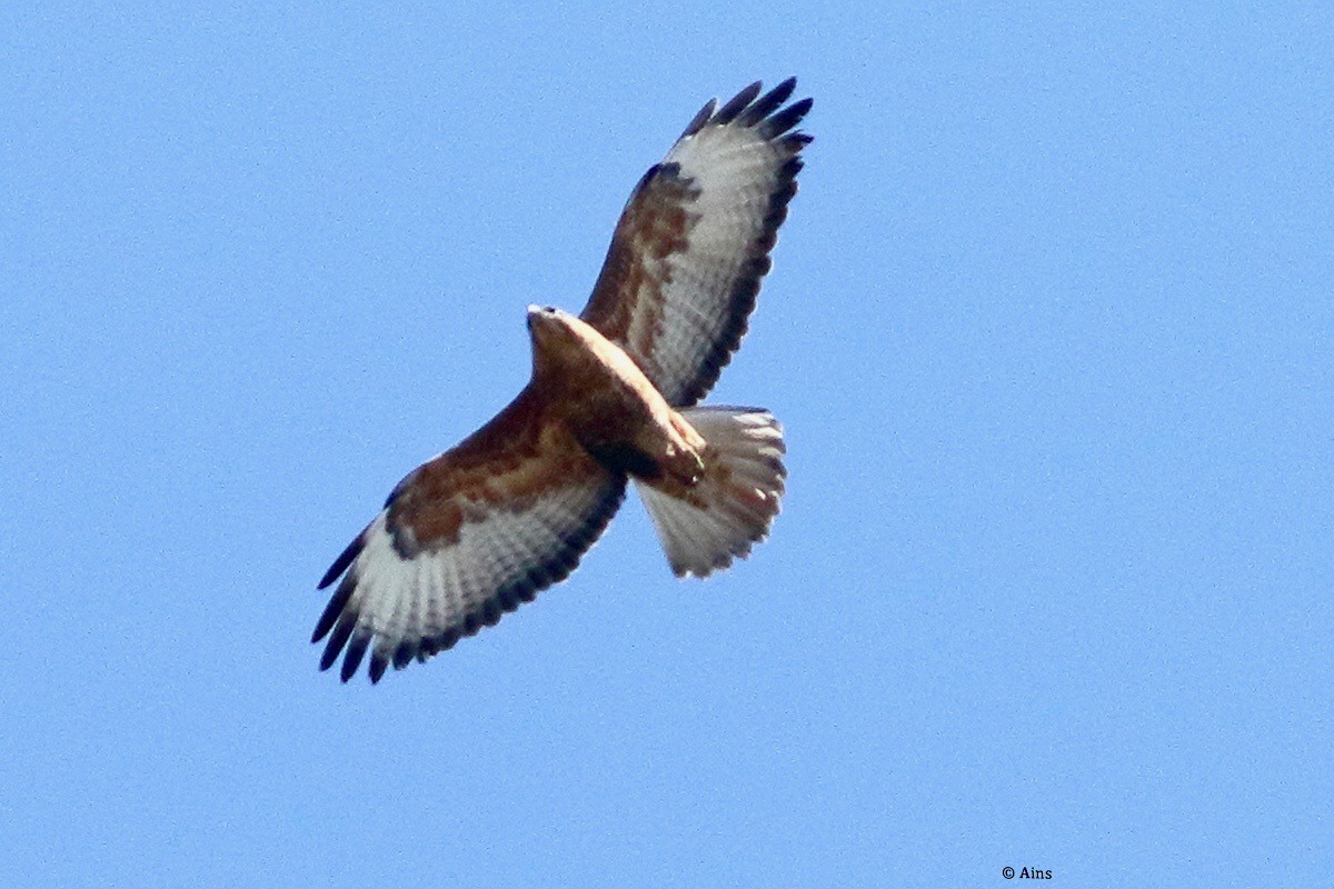 Канюк степовий - ML630847477