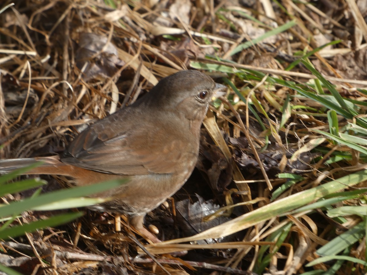 Fox Sparrow - ML630847808