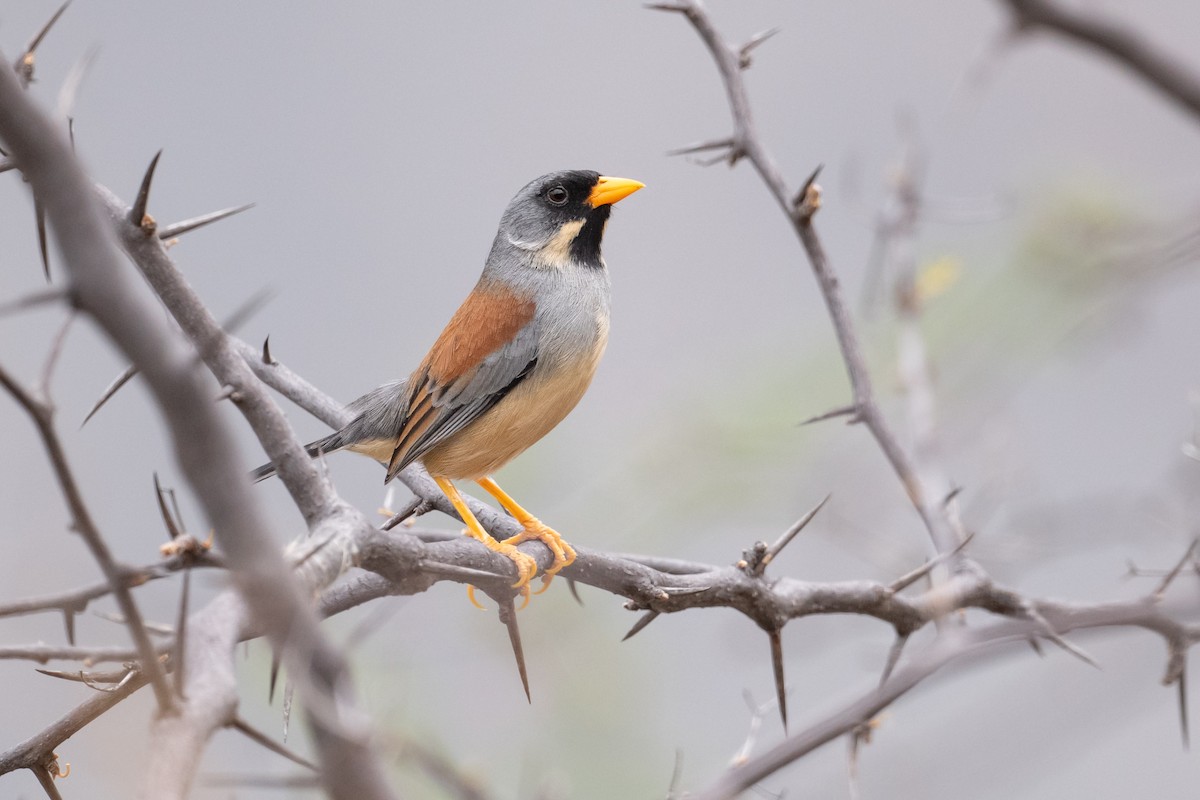 Buff-bridled Inca-Finch - ML630847814