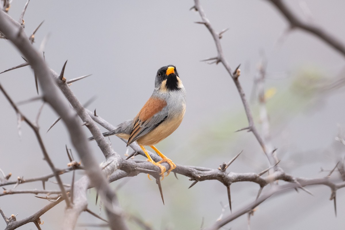 Buff-bridled Inca-Finch - ML630847815
