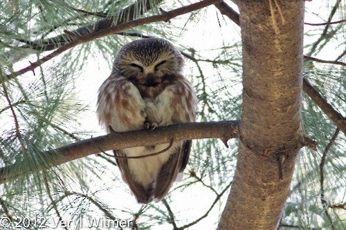 Northern Saw-whet Owl - ML630847839