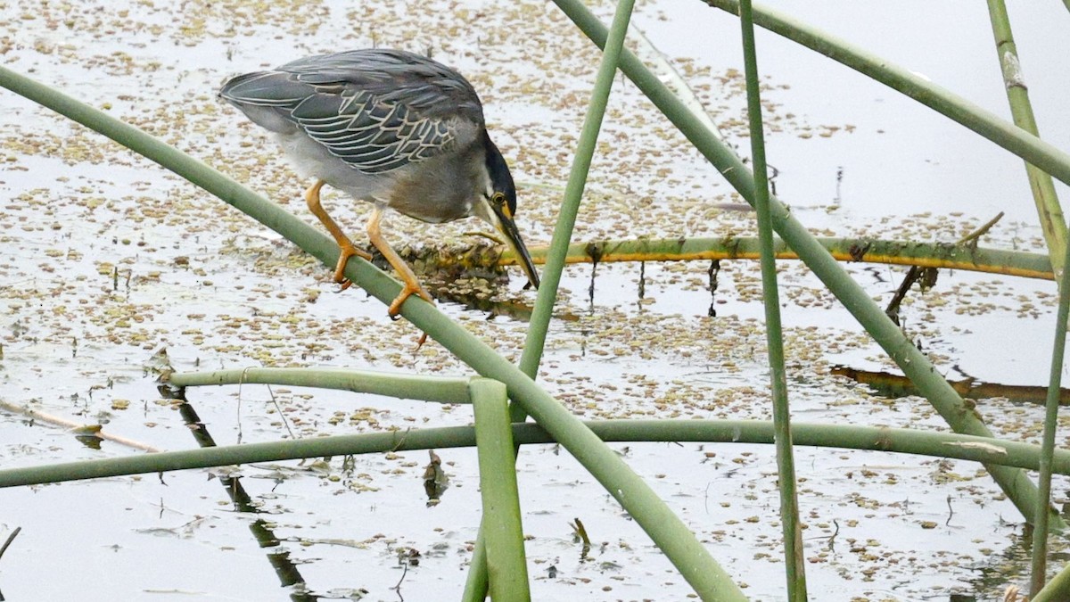 Striated Heron - ML630847849