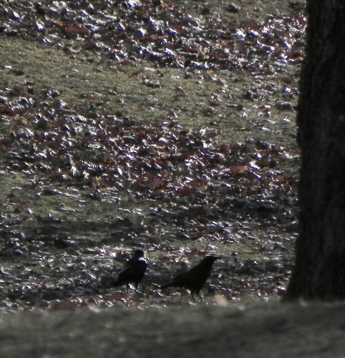American Crow - ML630847957