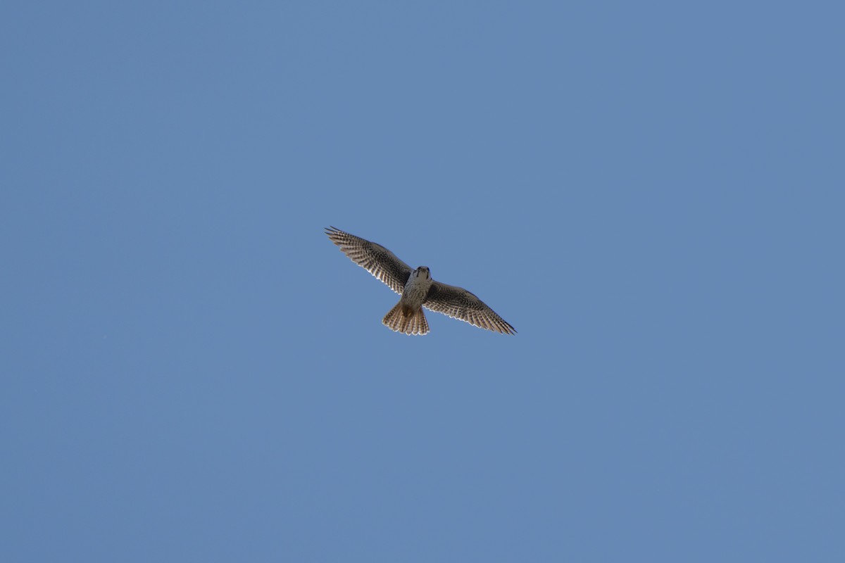 Prairie Falcon - ML630848078