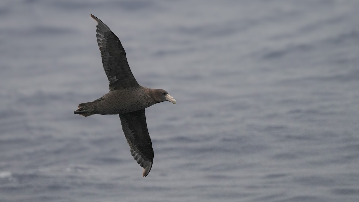 Southern Giant-Petrel - Brendan Murtha