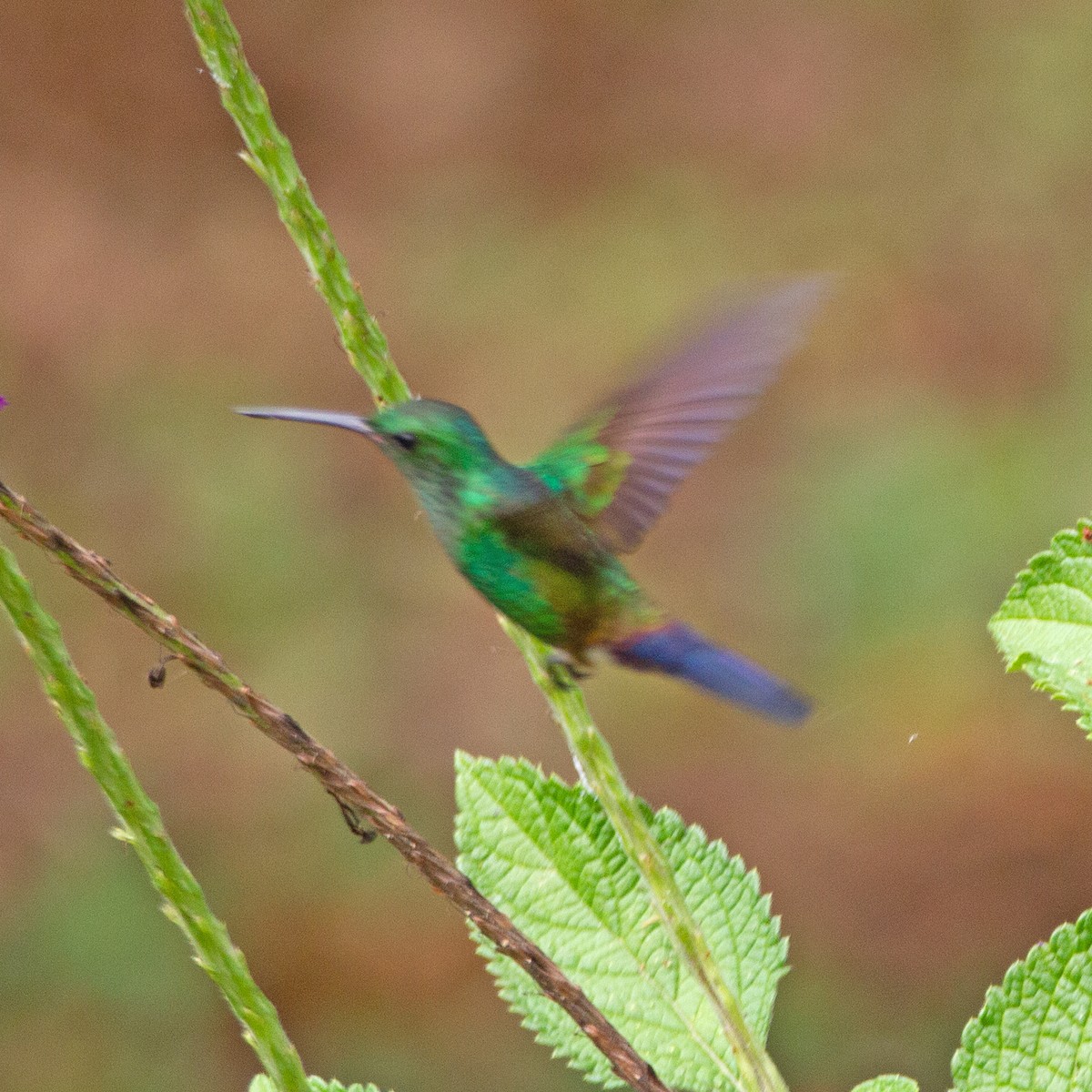 Blue-vented Hummingbird - ML630848181