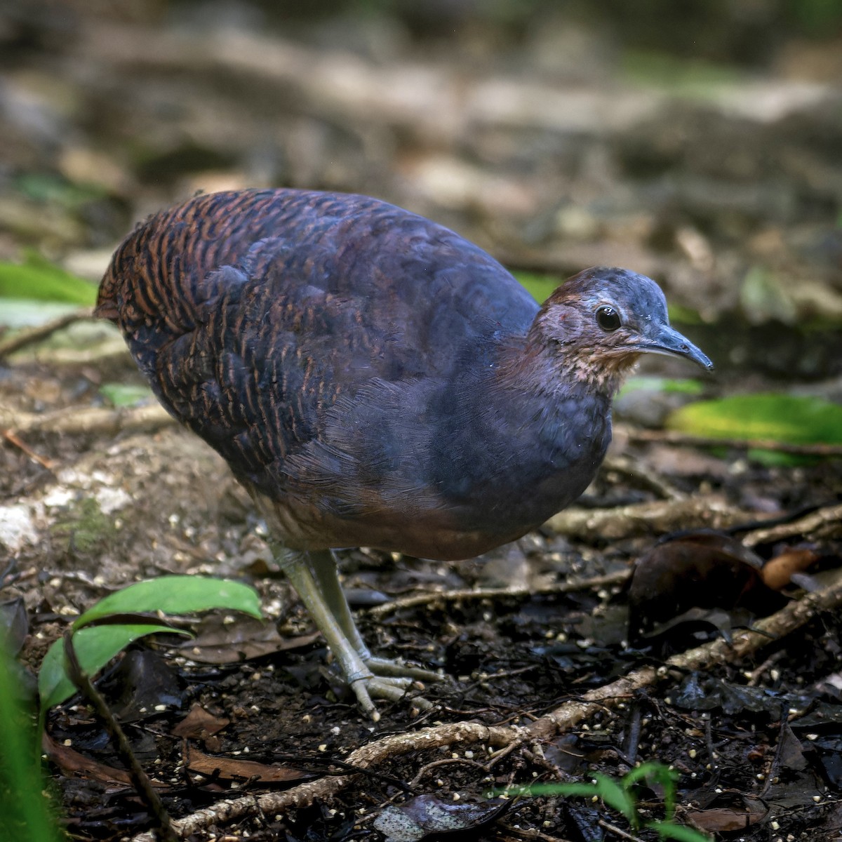 Yellow-legged Tinamou (noctivagus) - ML630848236