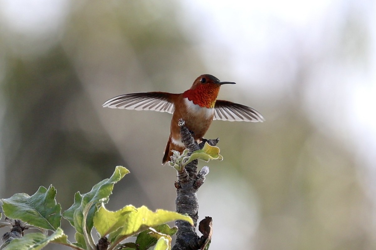 Colibri d'Allen - ML630848357