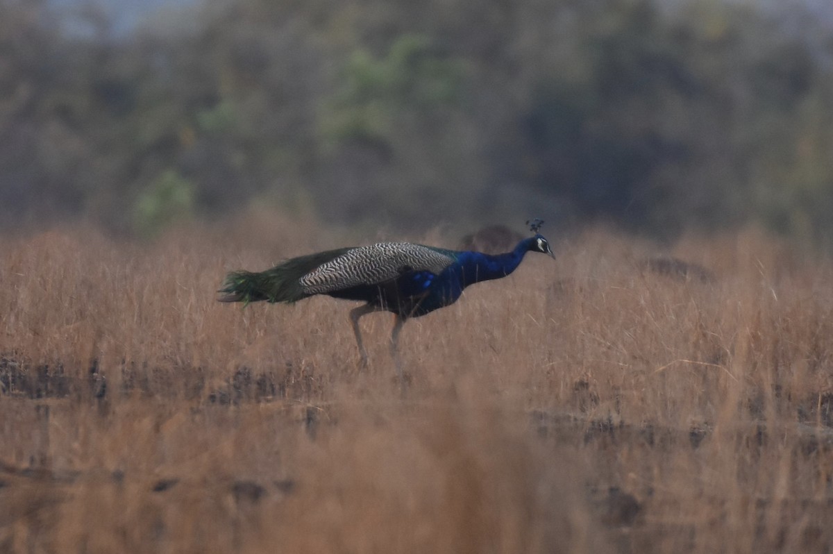 Indian Peafowl - ML630848372