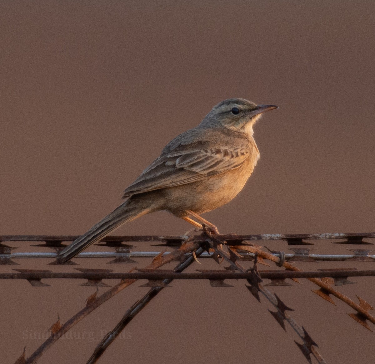 Long-billed Pipit - ML630848428