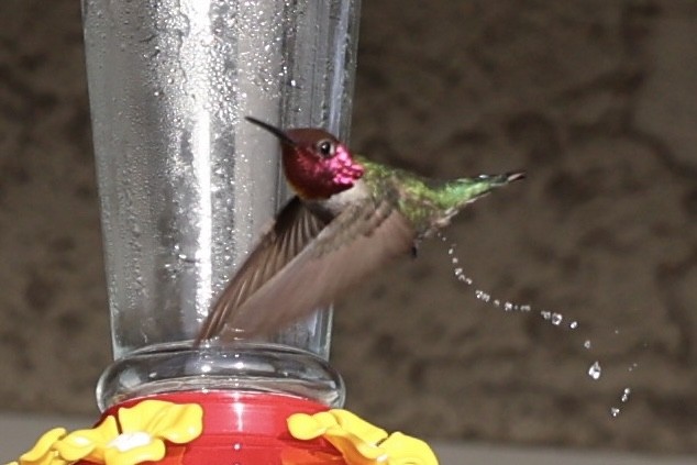 Colibri d'Anna - ML630848439
