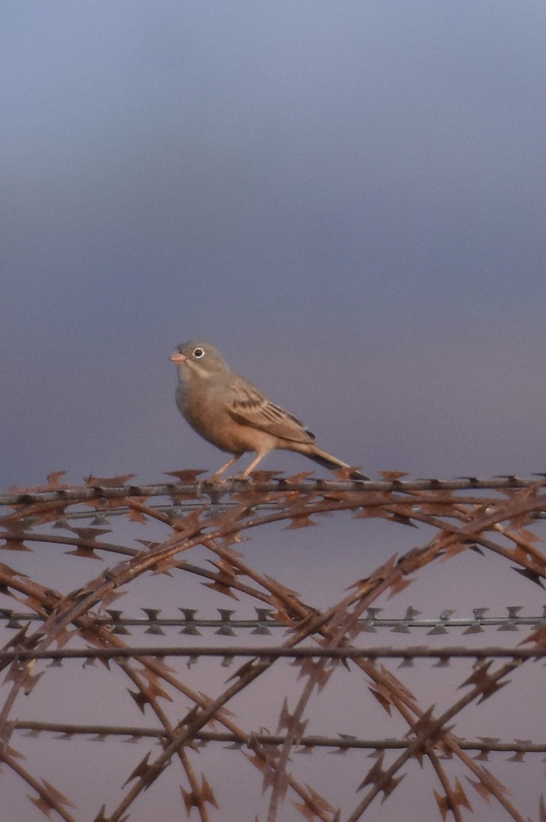 Gray-necked Bunting - ML630848442