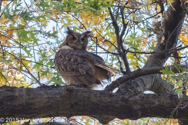 Great Horned Owl - ML630848476