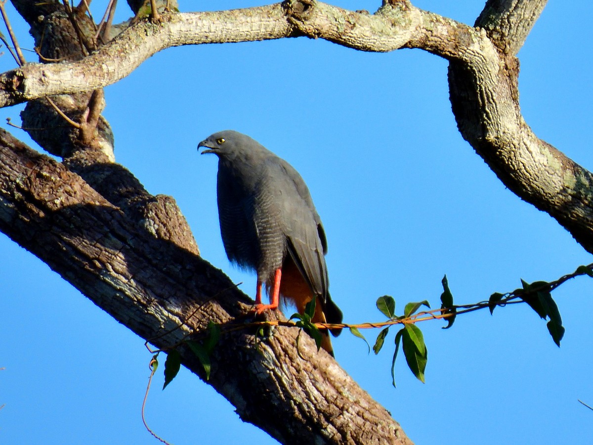 Crane Hawk - ML630848540