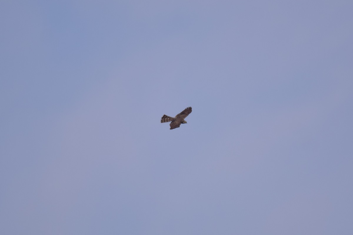 Морин харцага - ML630848576