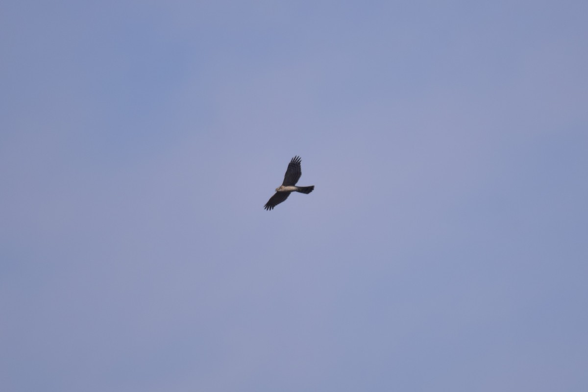 Морин харцага - ML630848577