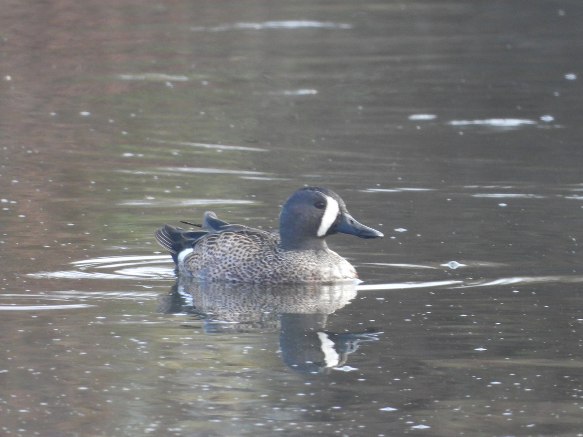 Blue-winged Teal - ML630848582