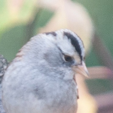 White-crowned x White-throated Sparrow (hybrid) - ML630848611