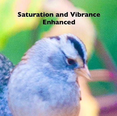 White-crowned x White-throated Sparrow (hybrid) - ML630848613