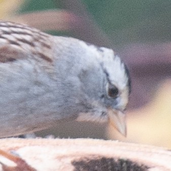 White-crowned x White-throated Sparrow (hybrid) - ML630848614