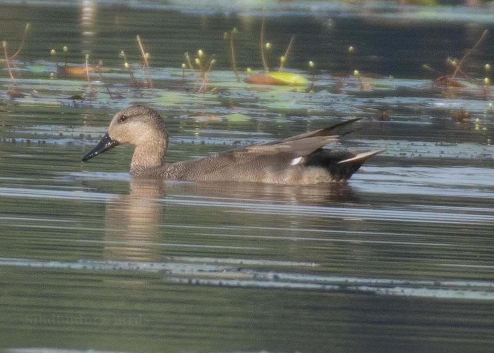 Gadwall - ML630848627