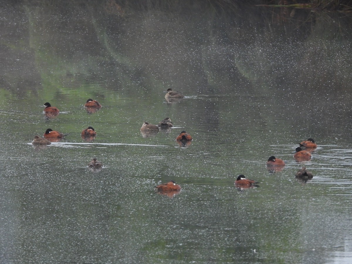 Andean Duck (andina) - ML630848642