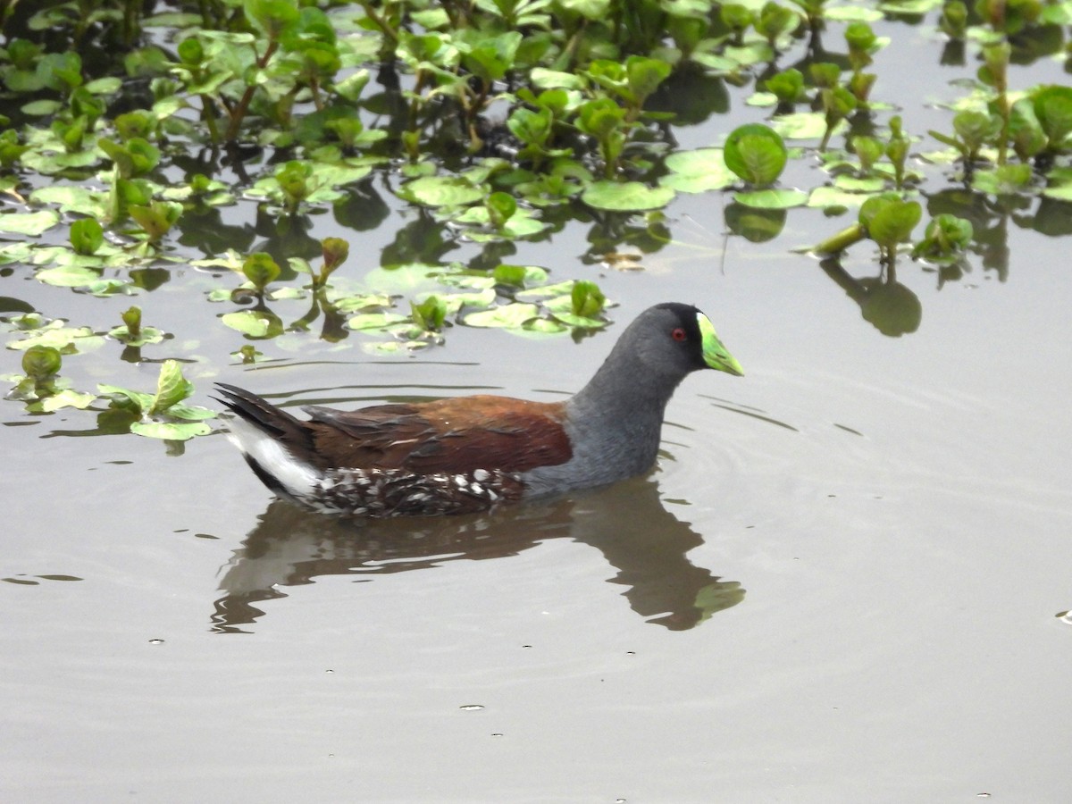 Spot-flanked Gallinule - ML630848676