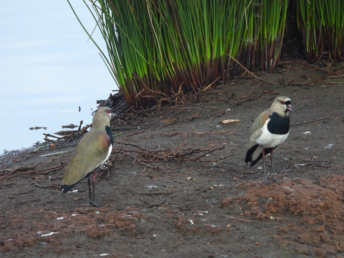 Southern Lapwing - ML630848700