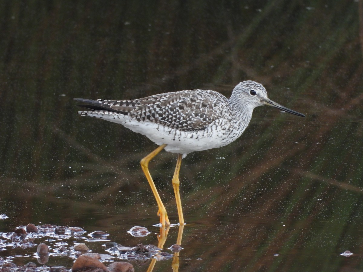 Greater Yellowlegs - ML630848739