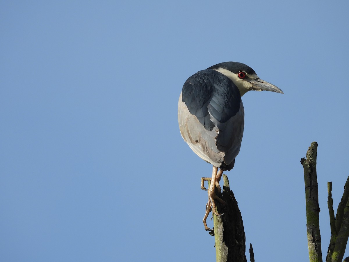 Black-crowned Night Heron - ML630848753