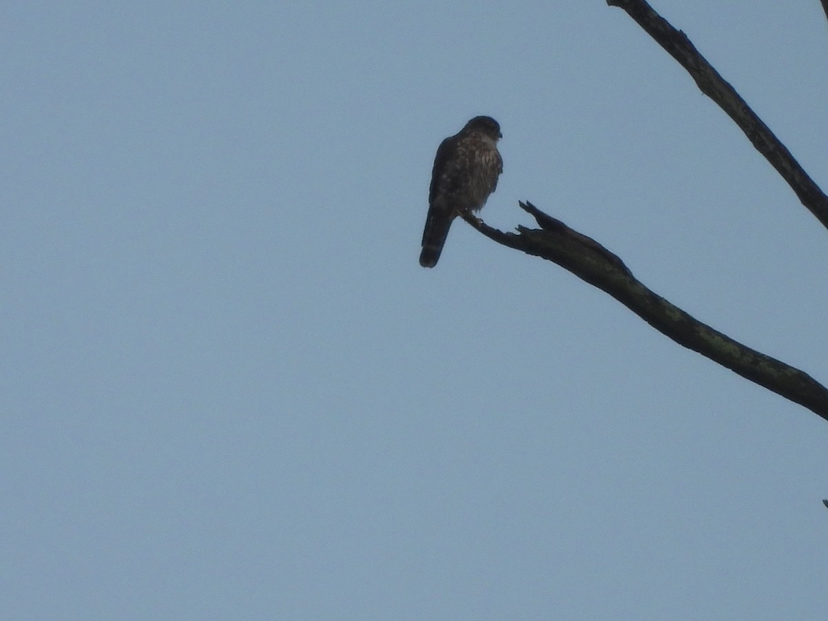 Merlin - ML630848839