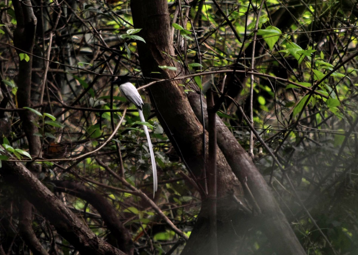 Indian Paradise-Flycatcher - ML630848847