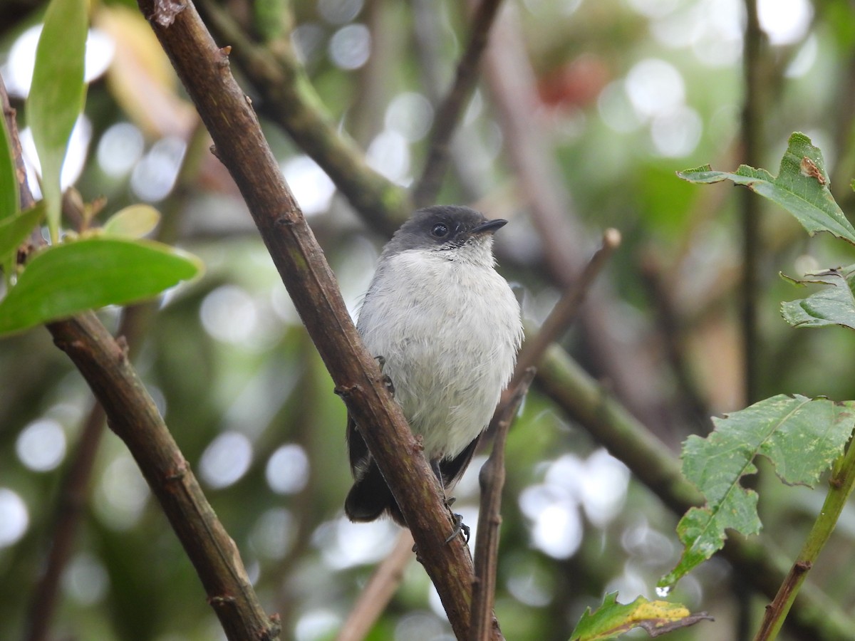 Torrent Tyrannulet - ML630848865
