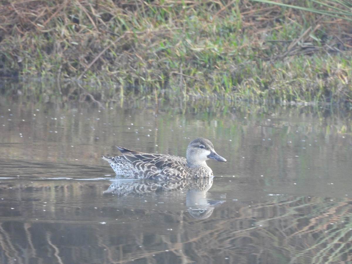 Blue-winged Teal - ML630848933