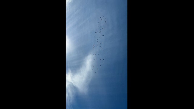 Орог тогоруу - ML630848937