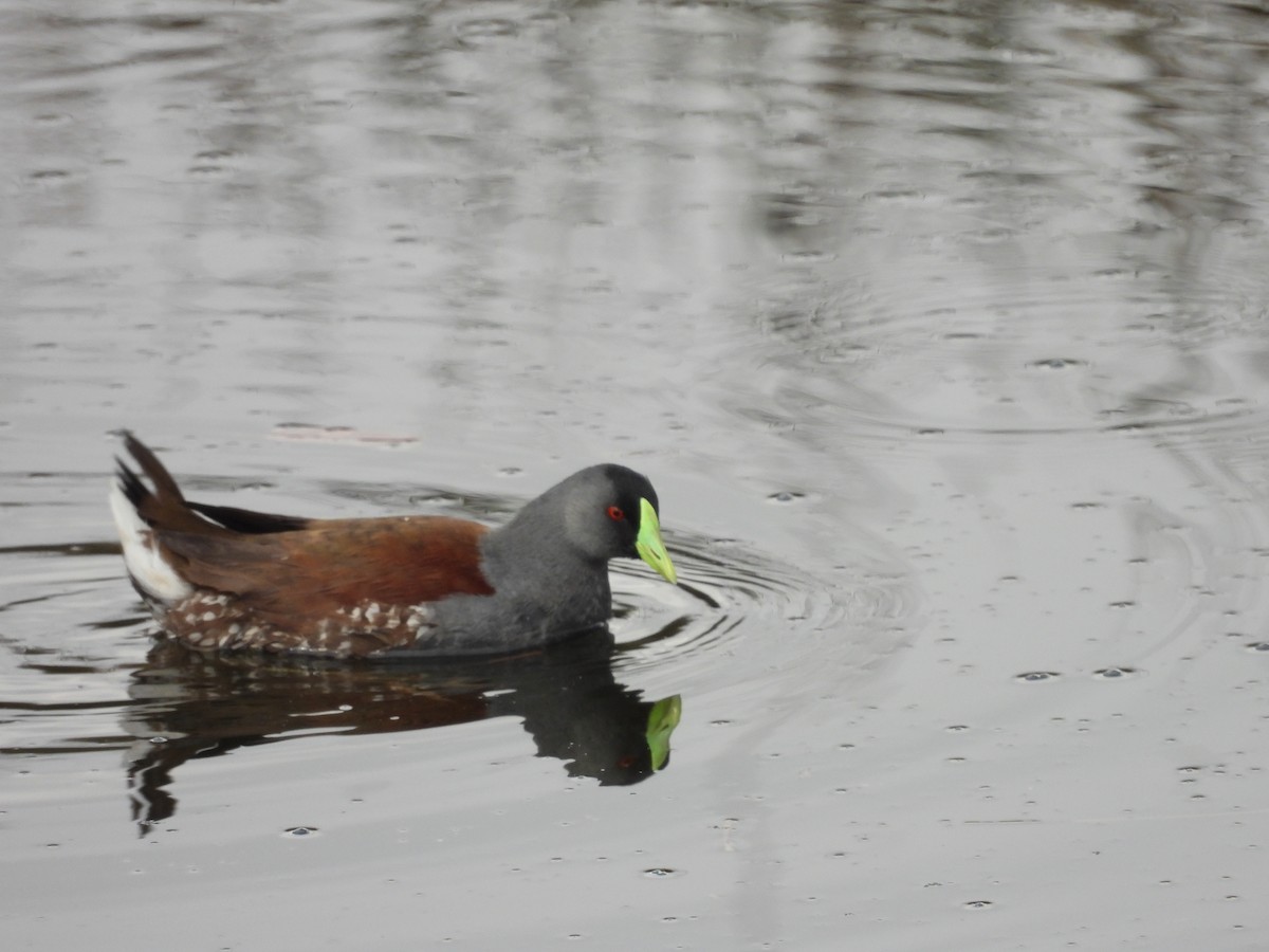 Spot-flanked Gallinule - ML630848942