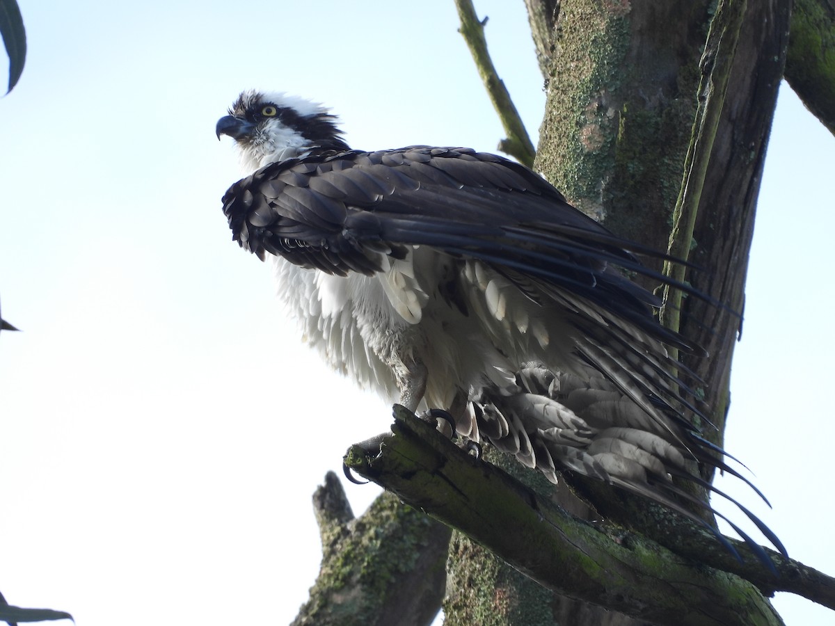 Osprey - ML630848968