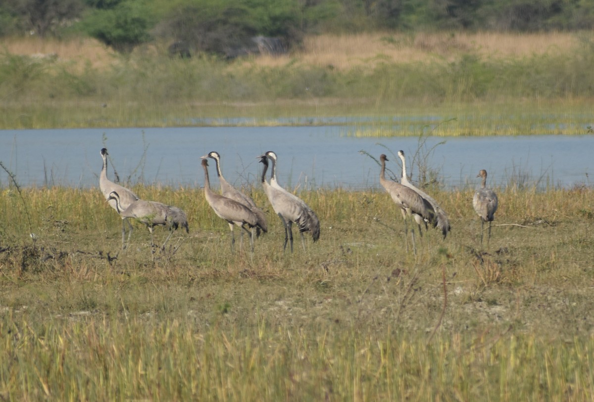Common Crane - ML630849594