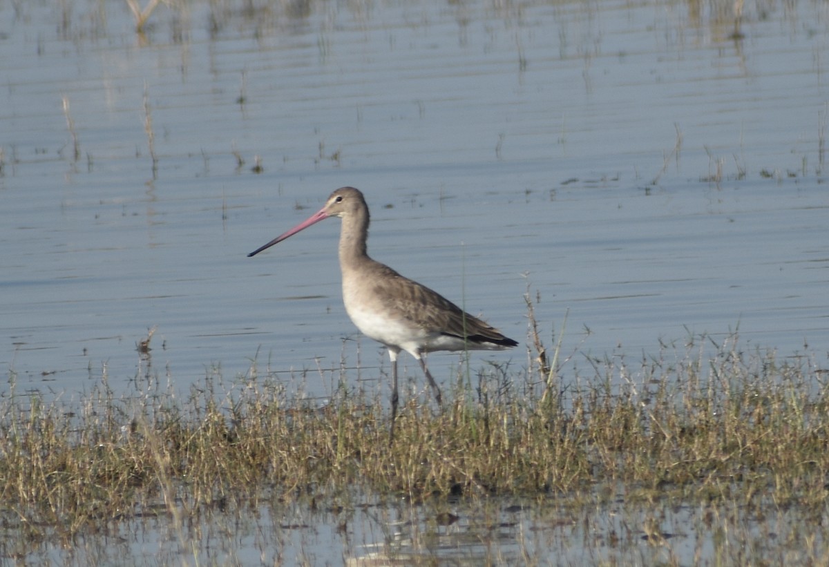 Black-tailed Godwit - ML630849614