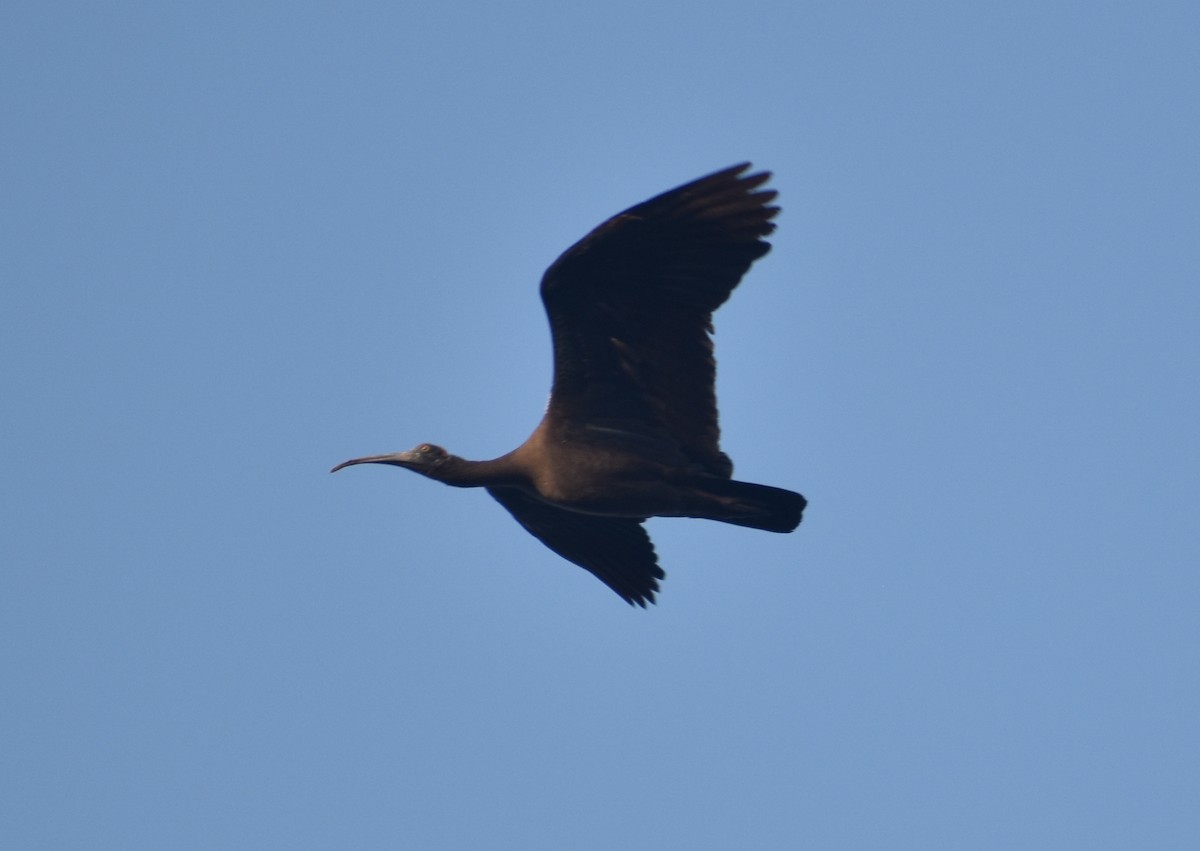 Red-naped Ibis - ML630849641