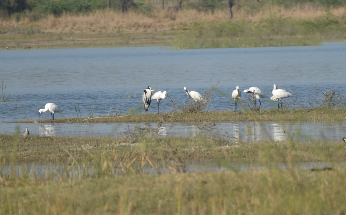 Eurasian Spoonbill - ML630849650