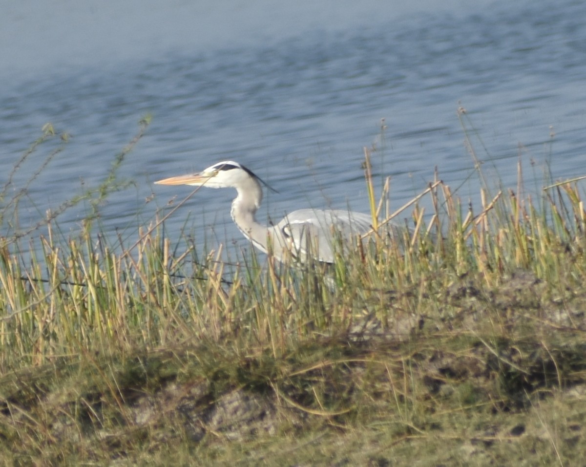 Gray Heron - ML630849667