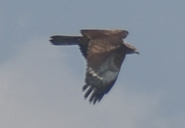 Oriental Honey-buzzard - ML630849679