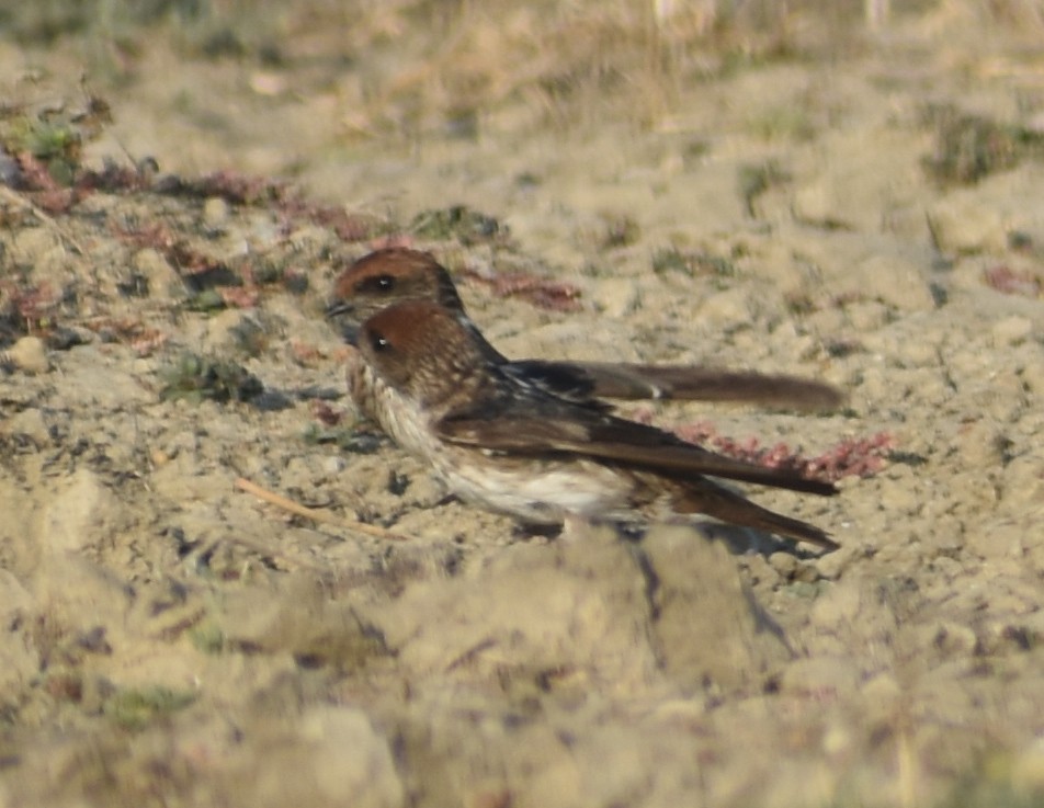 Streak-throated Swallow - ML630849709