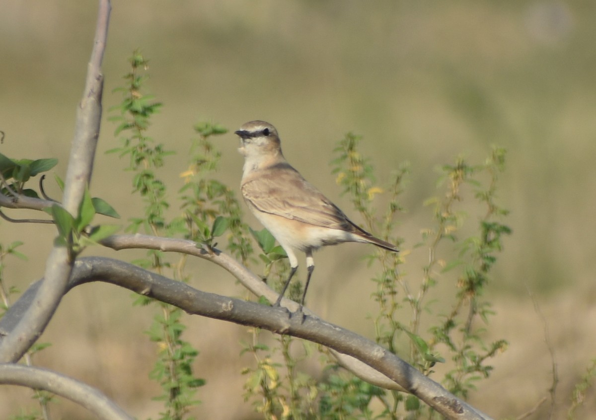 Isabelline Wheatear - ML630849730