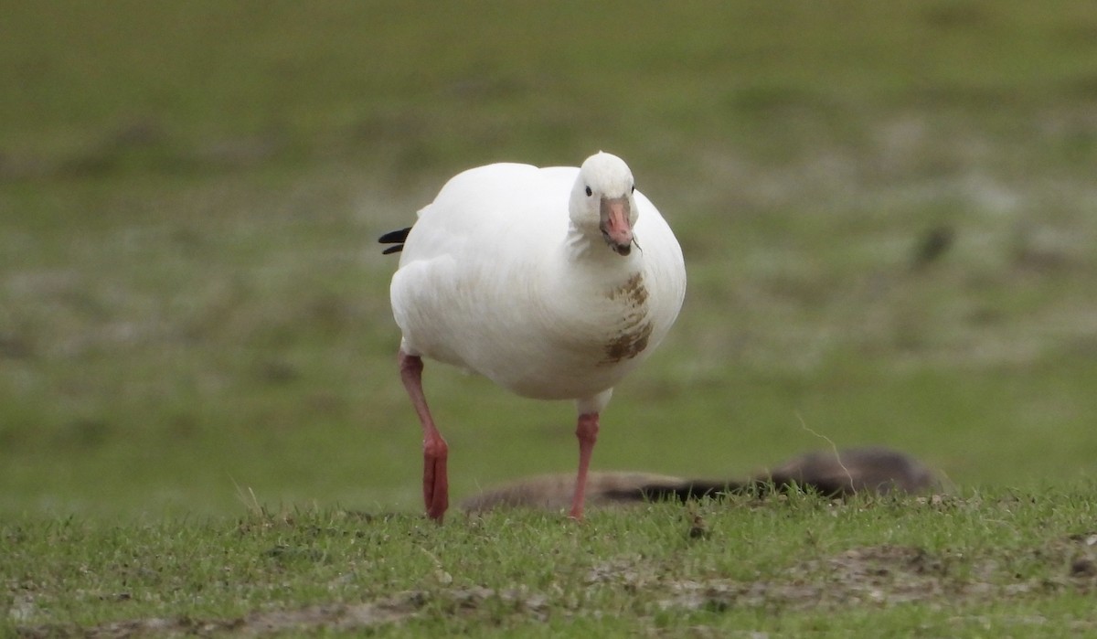 Ross's Goose - ML630849874