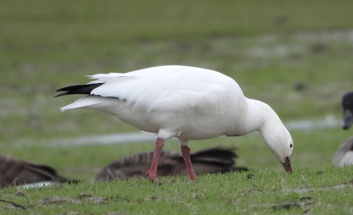 Ross's Goose - ML630849875