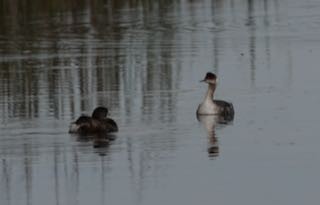 Eared Grebe - ML630849937
